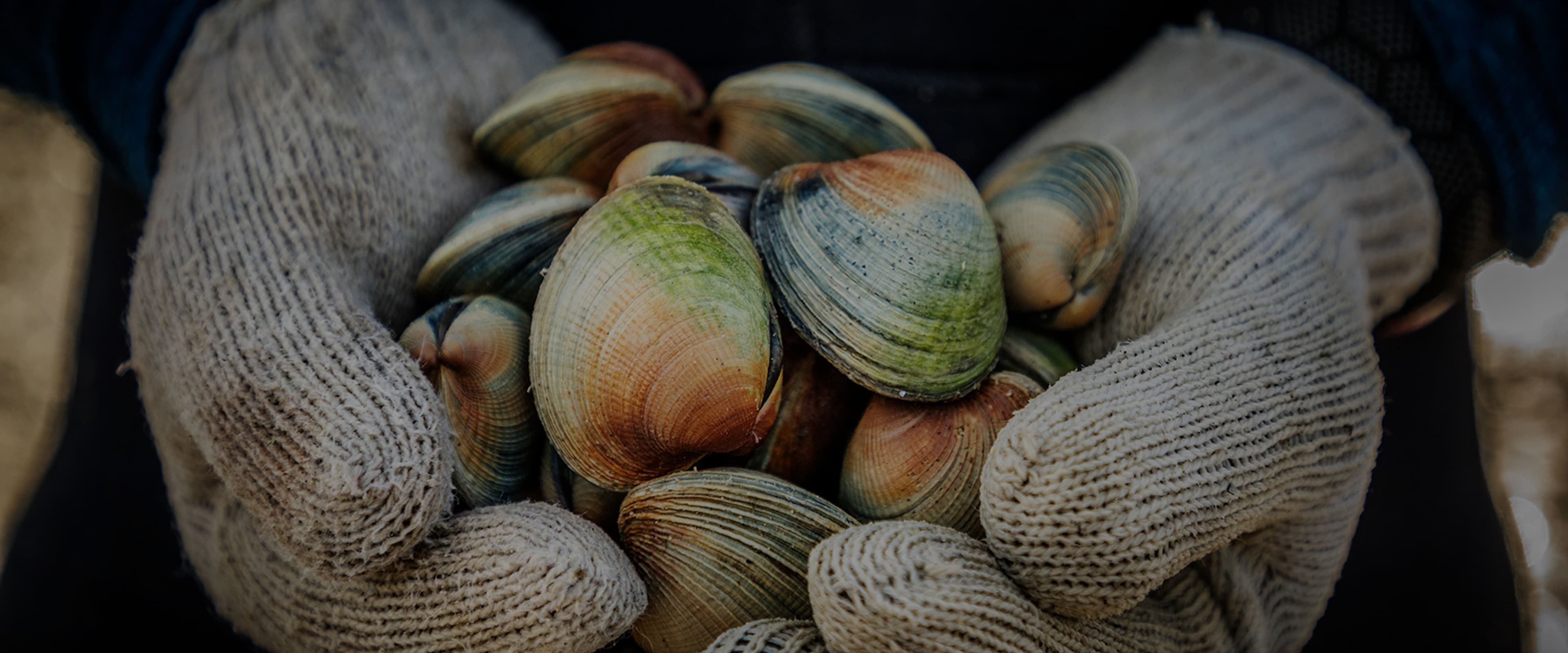 Hero_Banners_Clams.jpg