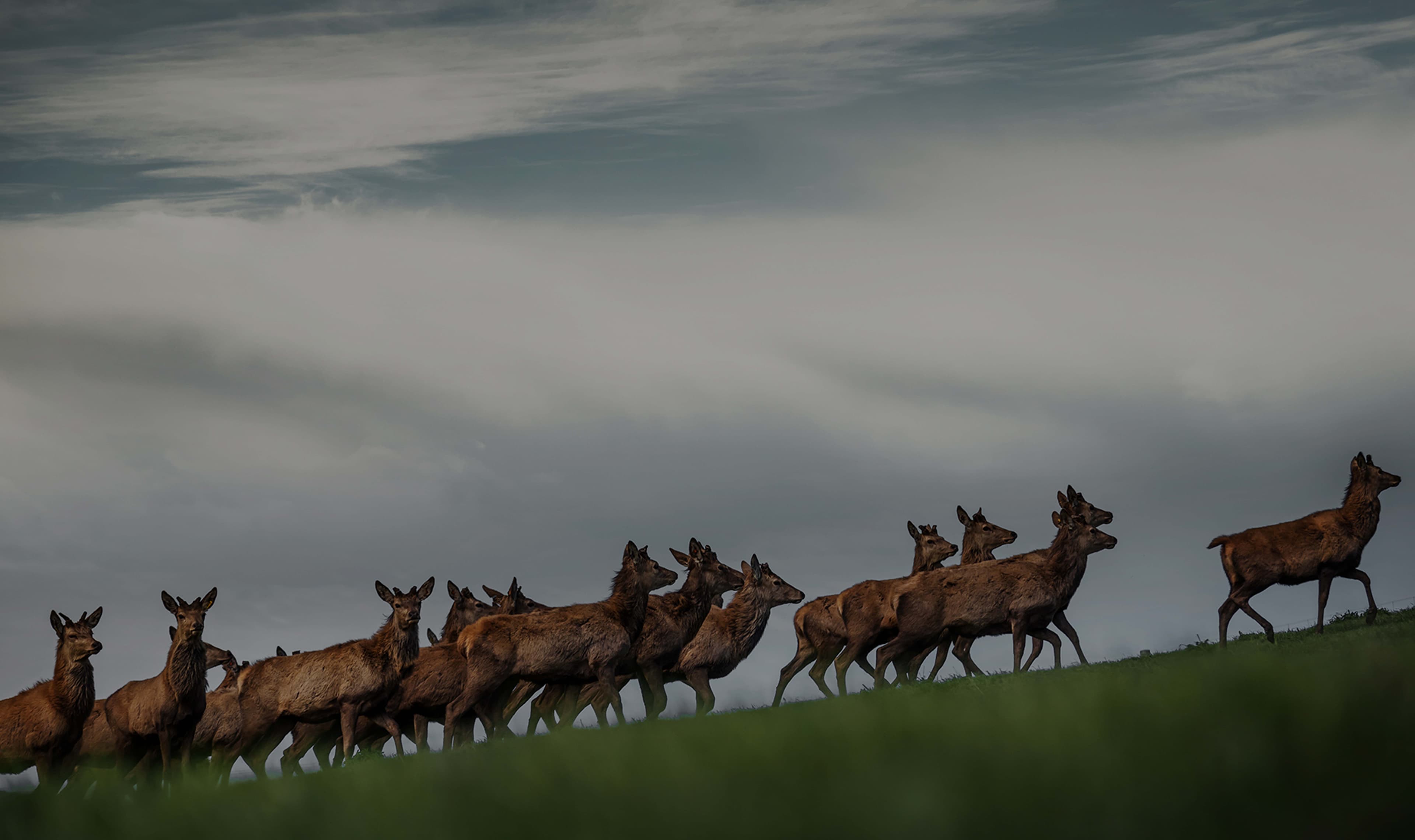 About_Us_Tab_Sections_Deer.jpg